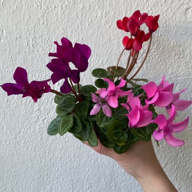 Mini Cyclamen