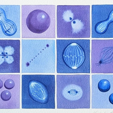 Mitosis in Lavender and Blue - Original Matted Watercolor Painting of Cell Division - Biology Art 
