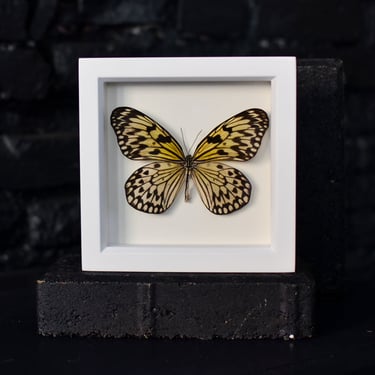 White Framed Rice Paper Butterfly
