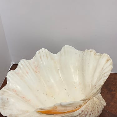 Authentic Scalloped Clamshell 