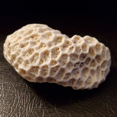 Brain Coral Fossil Perfect Beach Themed Home Decor Free Shipping 