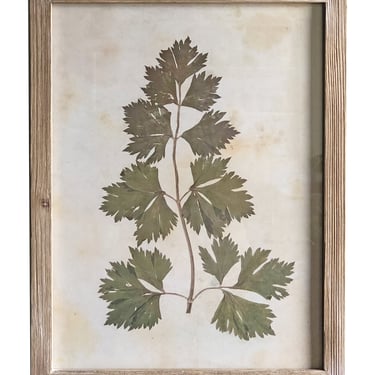 Pressed Wildflower Botanical Print, No. 1