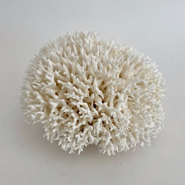 Natural White Birdsnest Coral Fragment Beach Home Decor 