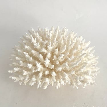 Natural White Table Coral Specimen Beach Home Decor Coastal Decor 