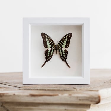 Framed Small Striped Swordtail Butterfly