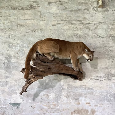 Full Body Taxidermy Wall Mount Mountain Lion Cougar 