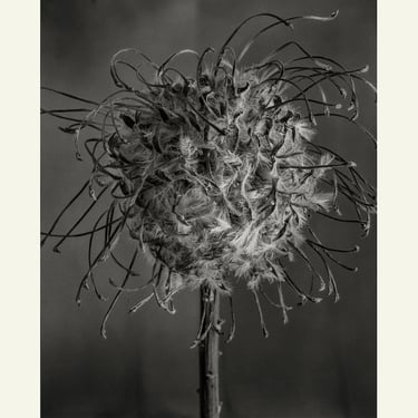 Eamonn J. McCabe | Flower Detail #2