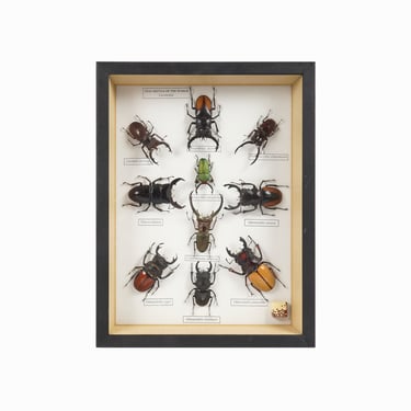 Insect Display Box Taxidermy Framed 