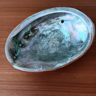 Red Abalone 8-inch Shell | Vintage from 1950s 