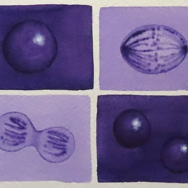 Mini Purple Mitosis  - original watercolor painting - cell cycle 