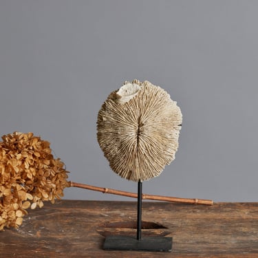 Oval Mounted Coral Disc on Black Stand