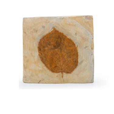 Fossil Leaf Montana American Natural Specimen 