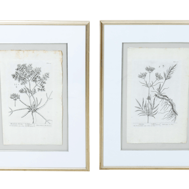 Pair of Antique Black and White Botanical Book Plates Framed