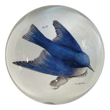 Pudgy Bluebird Dome Paperweight