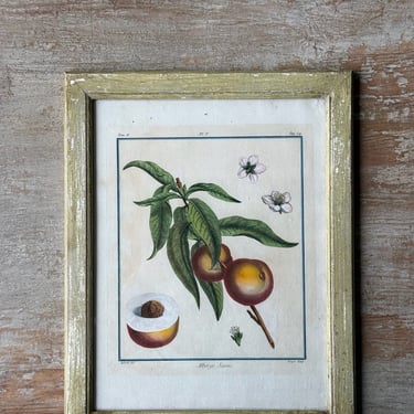 18th C. Claude Aubriet Hand-Colored Fruit Engraving of an Alberge Jaune