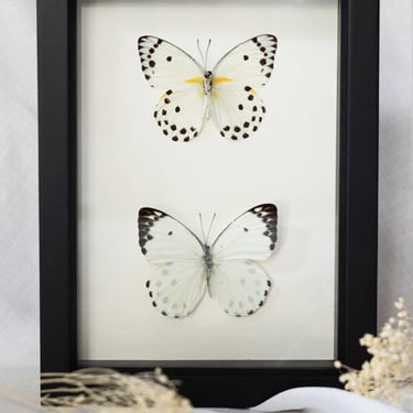 Black Framed Calypso White Butterfly Collection