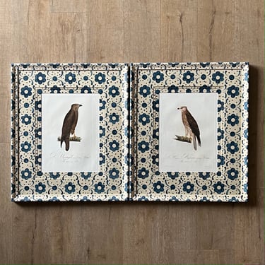 Pair of Handcolored Ornithological Engravings of  Male & Female Honey Buzzards  in Gusto Painted Frame and Mat