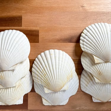 Canape Scallop Shell Appetizer Plates. Set of 8 Vintage Clamshell Dishes. Scallop White Shells. 