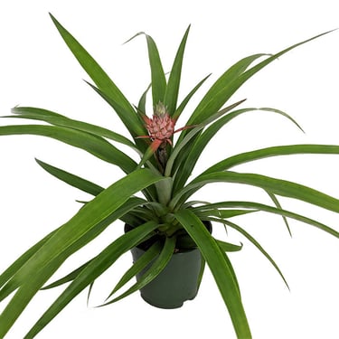 ananas comosus / pineapple plant