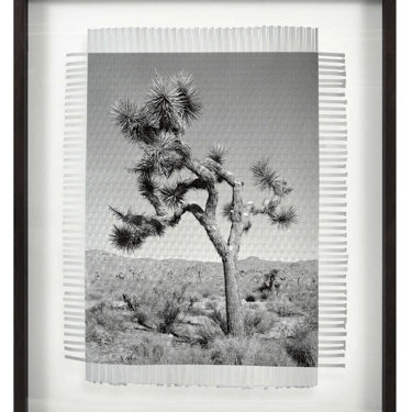 Framed Art - KARMA TREE 4