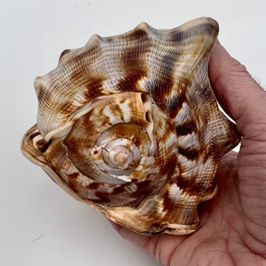 Conch Sea Shell in Brilliant Brown and White Striping
