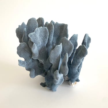 Natural Blue Coral Specimen Beach Decor Ocean Coral Coastal Home 