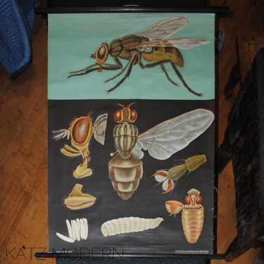 Linen-Backed Scientific Chart – Housefly