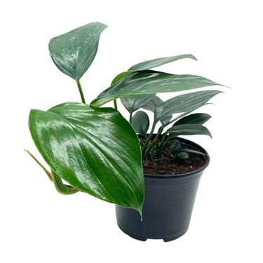 Rhaphidophora Decursiva Plant