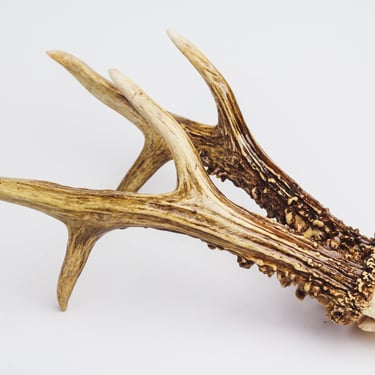 Real deer skull Natural deer antler horns Pair Two animal horns decor Vintage taxidermy Raw Reindeer Roe horns Material for home decor 