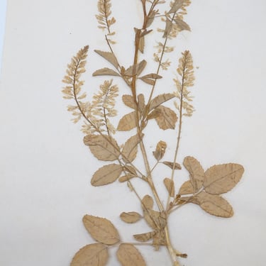 1943 Antique Botanical Sweet Clover, Pressed Dried Herbarium 