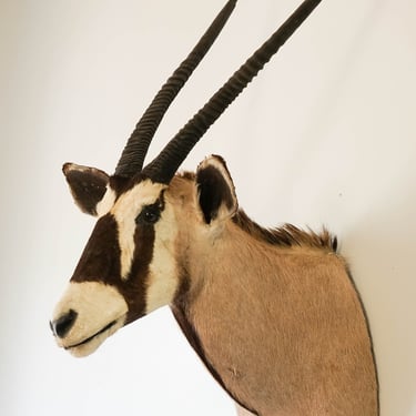 Beautiful Vintage African Gemsbok Oryx Shoulder Mount (Oryx Gazella) Taxidermy 