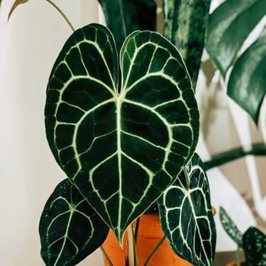 Anthurium Clarinervium