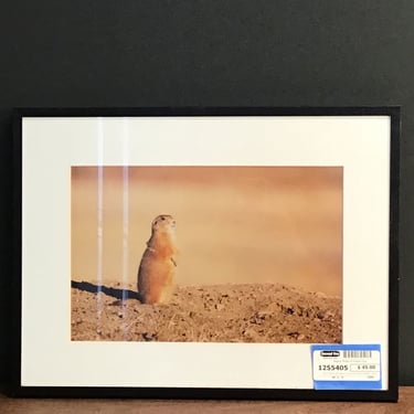 Nature Photo of Prairie Dog (Seattle)