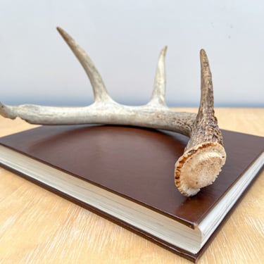 White Tail Deer Antler, Decorative Natural Bookshelf Decor for Rustic Boho Cabin Decor 