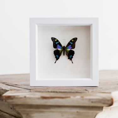 Framed Purple Mountain Swallowtail Butterfly