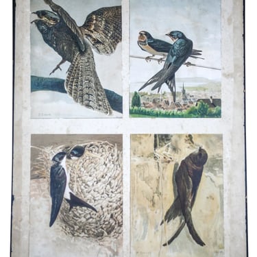 French Chromolithography 1879 birds school prints school aid