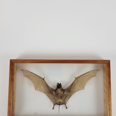 Fruit Bat Taxidermy