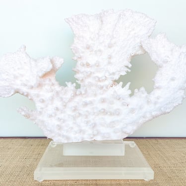 Large Cream Coral on Lucite