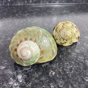 Natural Turbo Marmoratus Green Turban Shell from an Antique Collection, Signed 1903 Newport Oregon, Set of 2 Polished Collectible Shells 