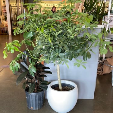 10” Schefflera Arboricola Standard 4' | Jungle and Loom | Washington, DC