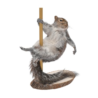 Pole Dancing Taxidermy Squirrel