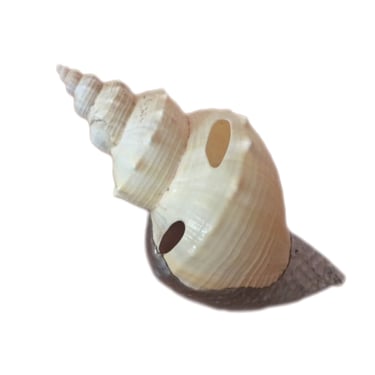 Beautiful Beach House Style Conch Shell Dipped In Metal 