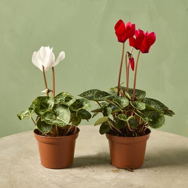 Cyclamen persicum