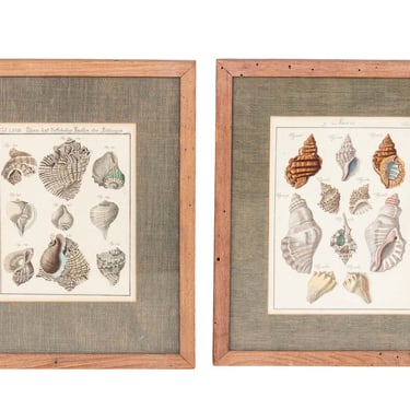 A pair of shell prints matted in grass cloth in light wood frames