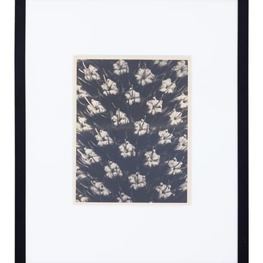 Vintage Blossfeldt Print - VI