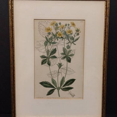 Antique 1837 Hand Colored Engraving Miss Drake Yellow Flowers Home Decor 10x12 