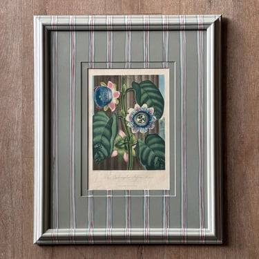 19th C. Diminutive Engraving of Dr. Robert Thornton Hand-Colored Floral Botanicals of The Quadrangular Passion Flower in Gusto Painted Frame