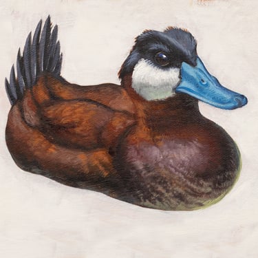 Kerry R. Thompson | Ruddy Duck