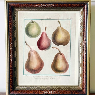 Antique French Engraving of Pear Specimens in Vintage Frame with Inlay