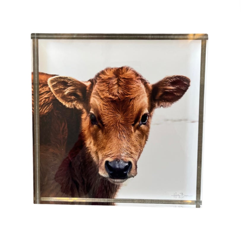Cow Shadow Box | Rogala Design - Englewood, CO | ATTIC
